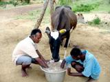 Feeding cattles.jpg